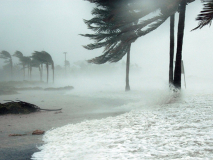 hurricane winds blowing trees