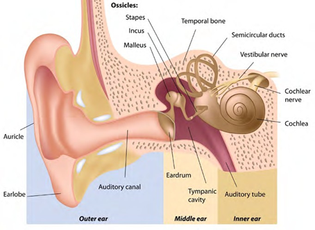 ear anatomy