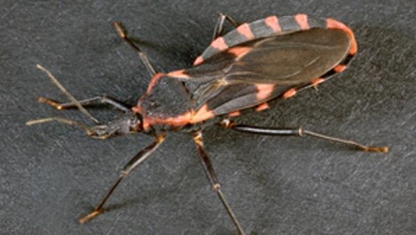 Kissing bug (T. sanguisuga) on dark background.