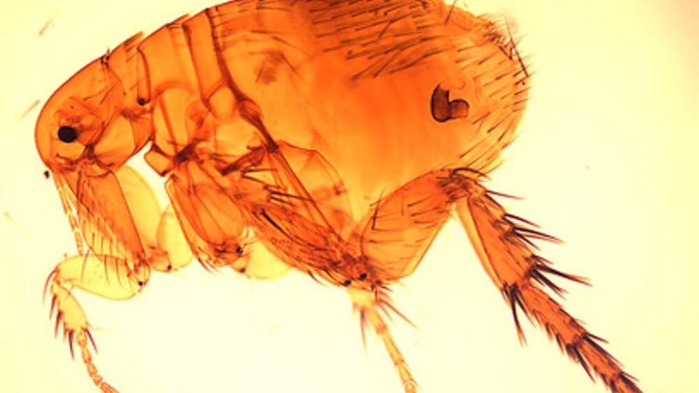 A flea magnified by a microscope