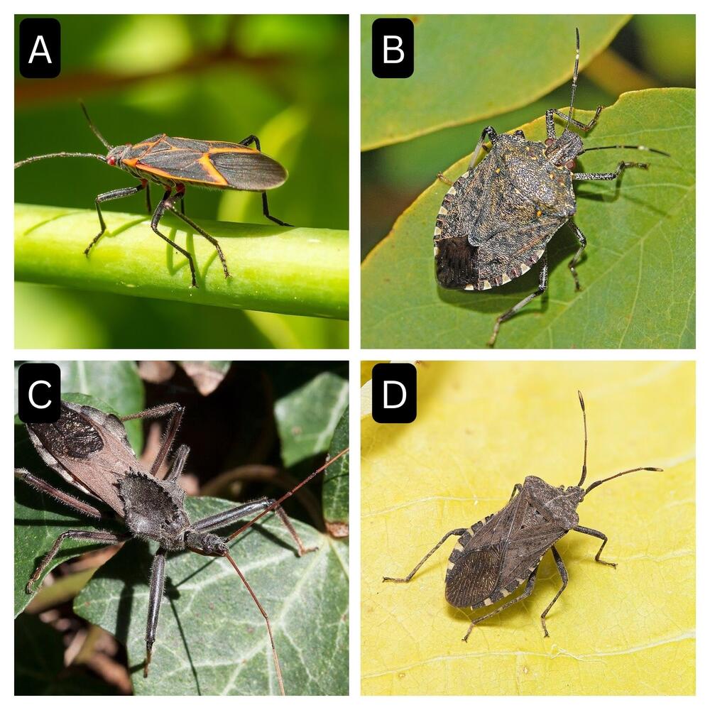 Four-panel labeled photo collage of true bugs (Hemiptera) commonly mistaken for kissing bugs (Triatominae)