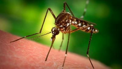 Protect against Georgia’s mosquitoes, ticks and fleas Mosquito_0.jpg