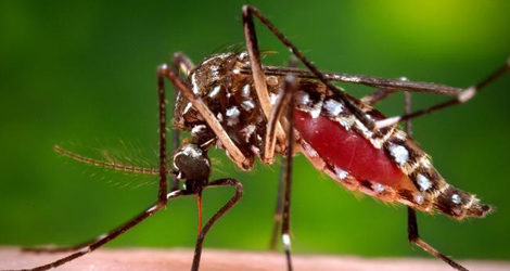 ZikaVirusMosquito.png