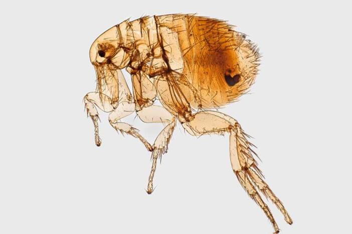 A flea magnified by a microscope.